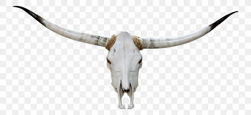 Texas Longhorn English Longhorn Skull, PNG, 2283x1051px, Texas Longhorn, Animal Figure, Cattle, Cattle Like Mammal, Cow Goat Family Download Free