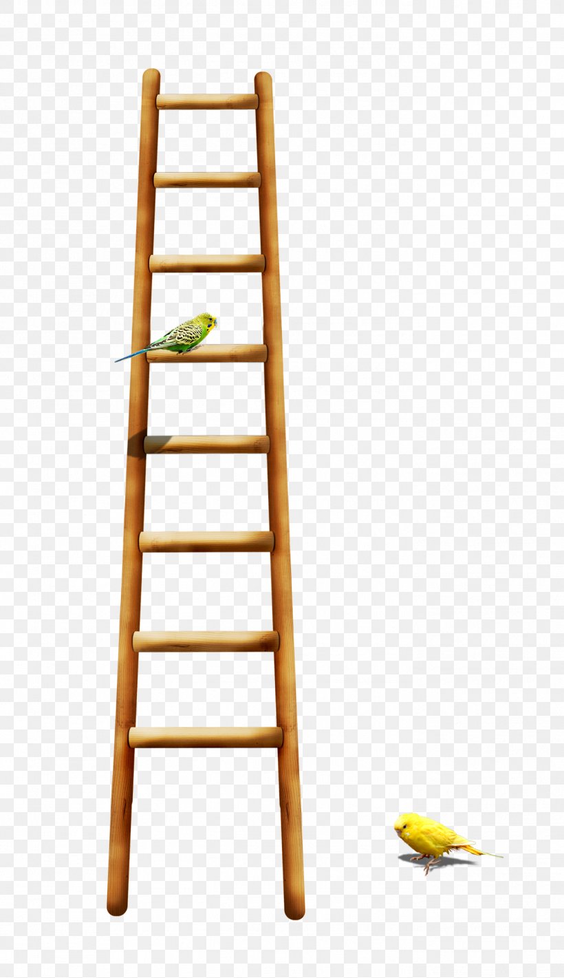 Bird Parrot Ladder, PNG, 1398x2423px, Bird, Designer, Furniture, Gratis, Ladder Download Free