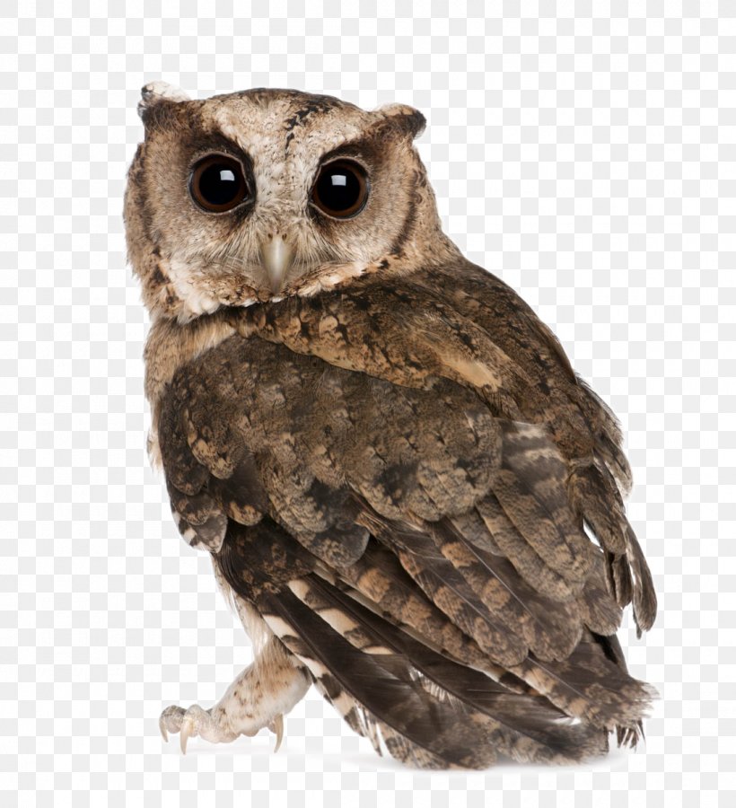 Indian Scops Owl Oriental Scops Owl Bird Stock Photography, PNG, 1100x1208px, Owl, Alamy, Animal, Beak, Bird Download Free