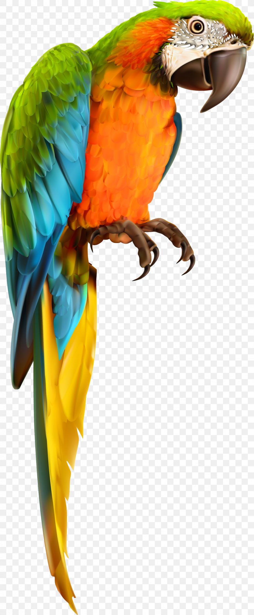 Parrot Bird Animal Vector Material, PNG, 1431x3454px, 3d Computer Graphics, Parrot, Animal, Beak, Bird Download Free