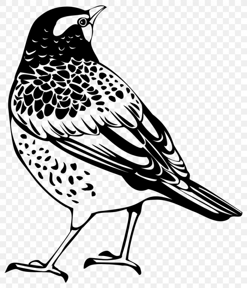 Bird Thrush Clip Art, PNG, 858x1000px, Bird, Animal, Art, Artwork, Beak Download Free