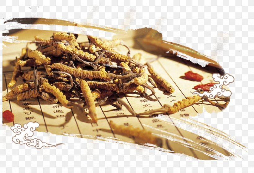 Caterpillar Fungus Adaptogen Traditional Chinese Medicine Yunnan, PNG, 1024x697px, Caterpillar Fungus, Adaptogen, Breast Cancer, Chinese Food Therapy, Chinese Herbology Download Free