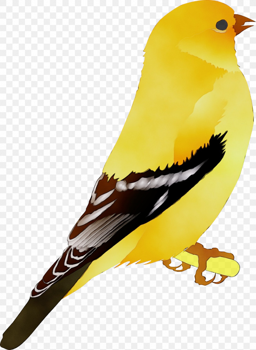 Domestic Canary Black Canary Finches Yellow Canary Birds, PNG, 934x1280px, Watercolor, Animation, Atlantic Canary, Birds, Black Canary Download Free