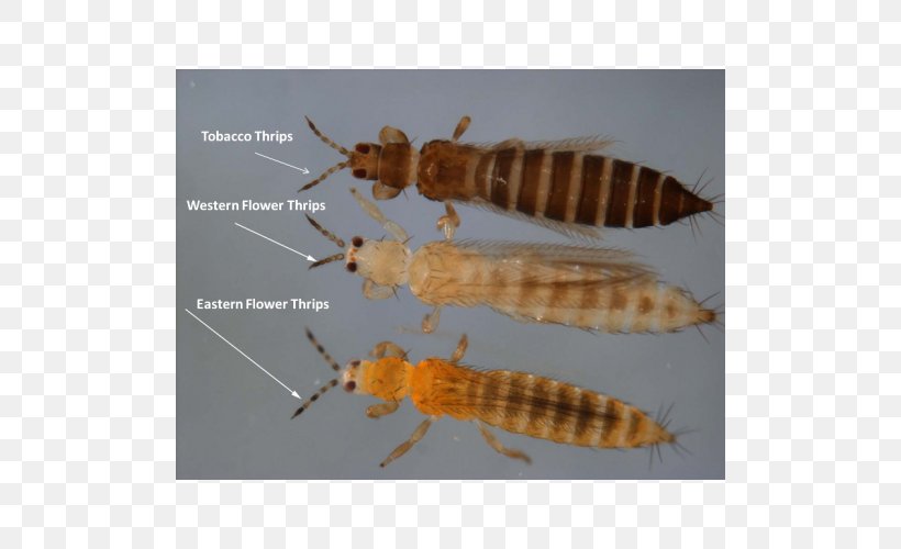 Insect Thrips Pest Mite Aphid, PNG, 500x500px, Insect, Aphid, Arthropod, Budi Daya, Crop Download Free