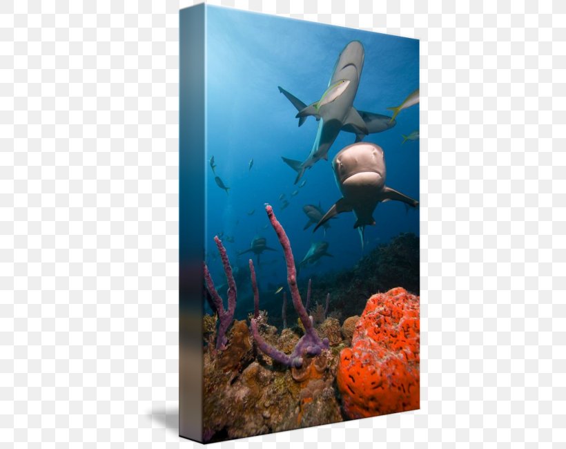 Ecosystem Freshwater Aquarium Coral Reef Marine Biology, PNG, 408x650px, Ecosystem, Aquarium, Biology, Coral, Coral Reef Download Free