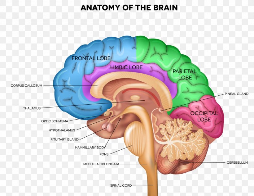 Human Brain Anatomy Human Body Sagittal Plane, PNG, 1000x770px, Watercolor, Cartoon, Flower, Frame, Heart Download Free