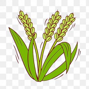 Paddy Field Oryza Sativa Rice Crop Clip Art, PNG, 1000x965px, Paddy ...