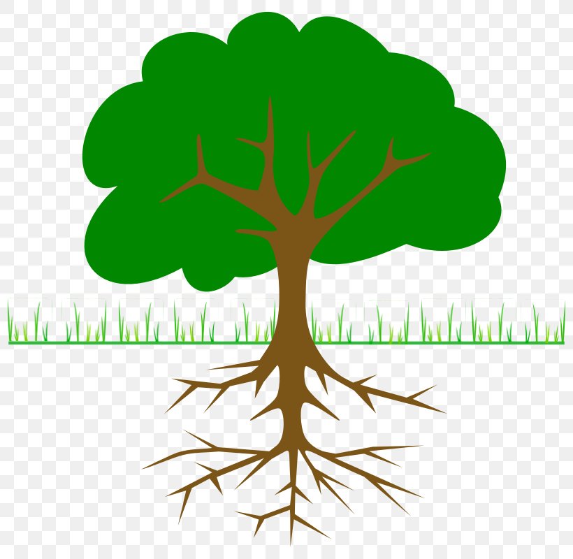 Tree Branch Root Clip Art, PNG, 800x800px, Tree, Apple, Branch, Christmas Tree, Flower Download Free
