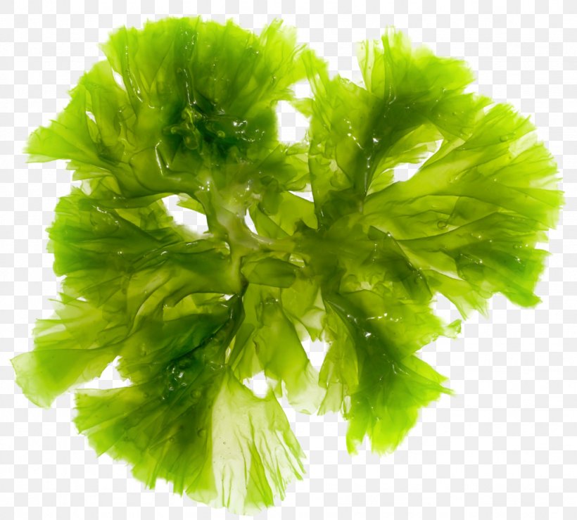 Brown Algae Seaweed Green Algae Red Algae, PNG, 1024x924px, Algae, Biology, Brown Algae, Drug Delivery, Edible Seaweed Download Free