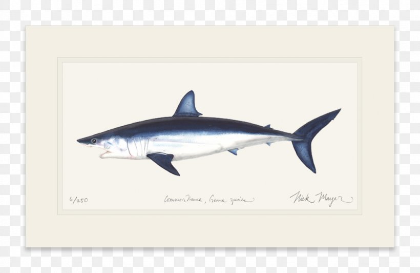 Great White Shark Isurus Oxyrinchus International Game Fish Association Fin, PNG, 1023x664px, Shark, Cartilaginous Fish, Chars, Fauna, Fin Download Free