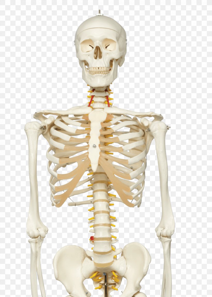 Human Skeleton Human Anatomy Vertebral Column, PNG, 2055x2877px, Watercolor, Cartoon, Flower, Frame, Heart Download Free