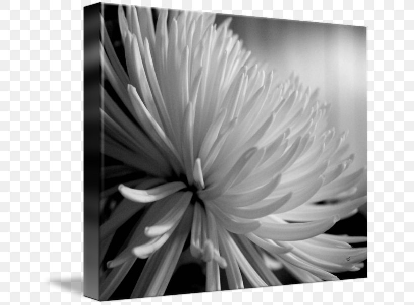 Monochrome Photography Still Life Photography Flower, PNG, 650x605px, Photography, Black And White, Chrysanthemum, Chrysanths, Close Up Download Free