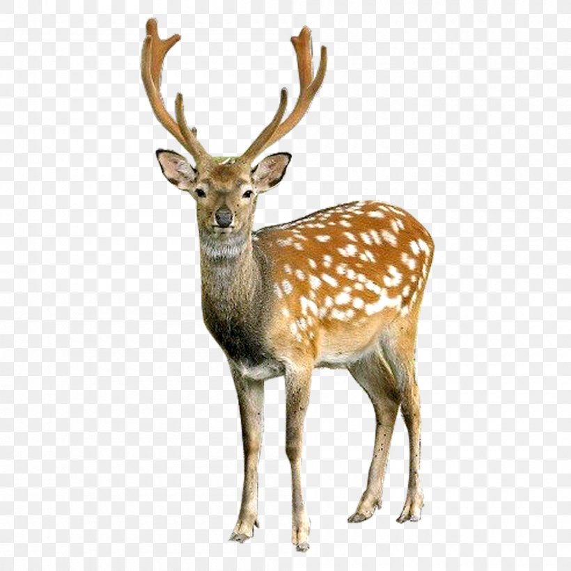 Roe Deer Reindeer Moose, PNG, 1000x1000px, Roe Deer, Antler, Capreolinae, Chital, Deer Download Free
