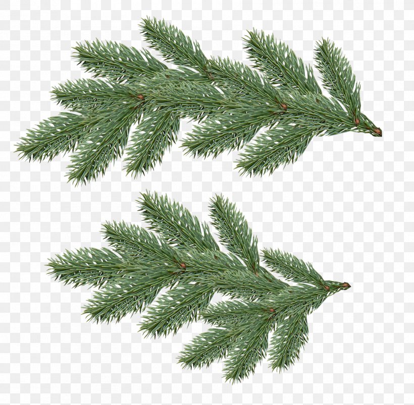 Fir Tree, PNG, 1781x1745px, Fir, Branch, Conifer, Cypress Family, Evergreen Download Free