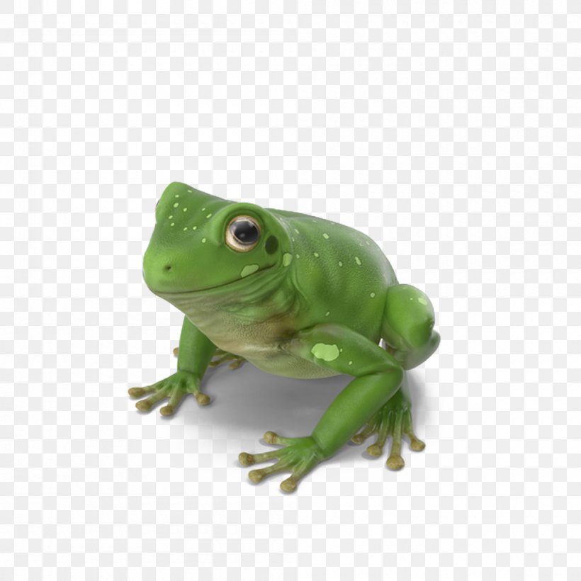 True Frog Green Tree Frog, PNG, 1000x1000px, True Frog, Amphibian, Australian Green Tree Frog, Fauna, Frog Download Free