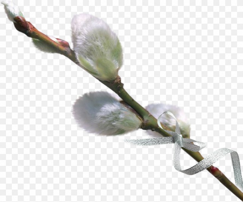 Willow Photography Clip Art, PNG, 1280x1065px, Willow, Blog, Blossom, Branch, Bud Download Free