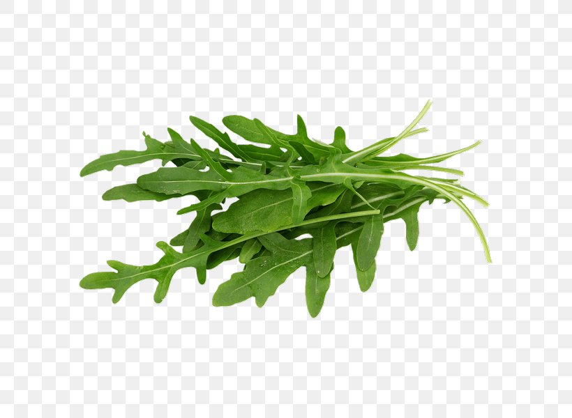 Arugula Organic Food Lettuce Leaf Vegetable Salad, PNG, 600x600px, Arugula, Chicory, Endive, Eruca, Food Download Free