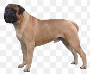 are bullmastiffs descended from bulldogs