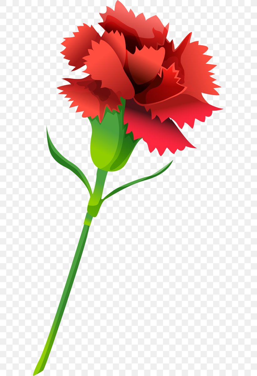Kryddernellike Carnation Flower Information, PNG, 609x1200px, Kryddernellike, Annual Plant, Carnation, Cut Flowers, Display Resolution Download Free
