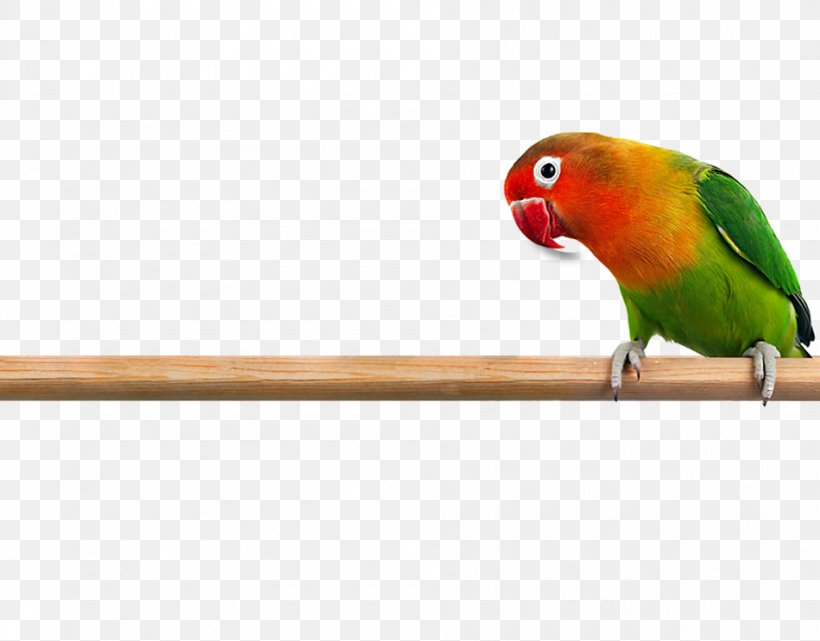 Rosy-faced Lovebird Parrot Budgerigar Cockatiel, PNG, 950x743px, Bird, Beak, Budgerigar, Cockatiel, Common Pet Parakeet Download Free