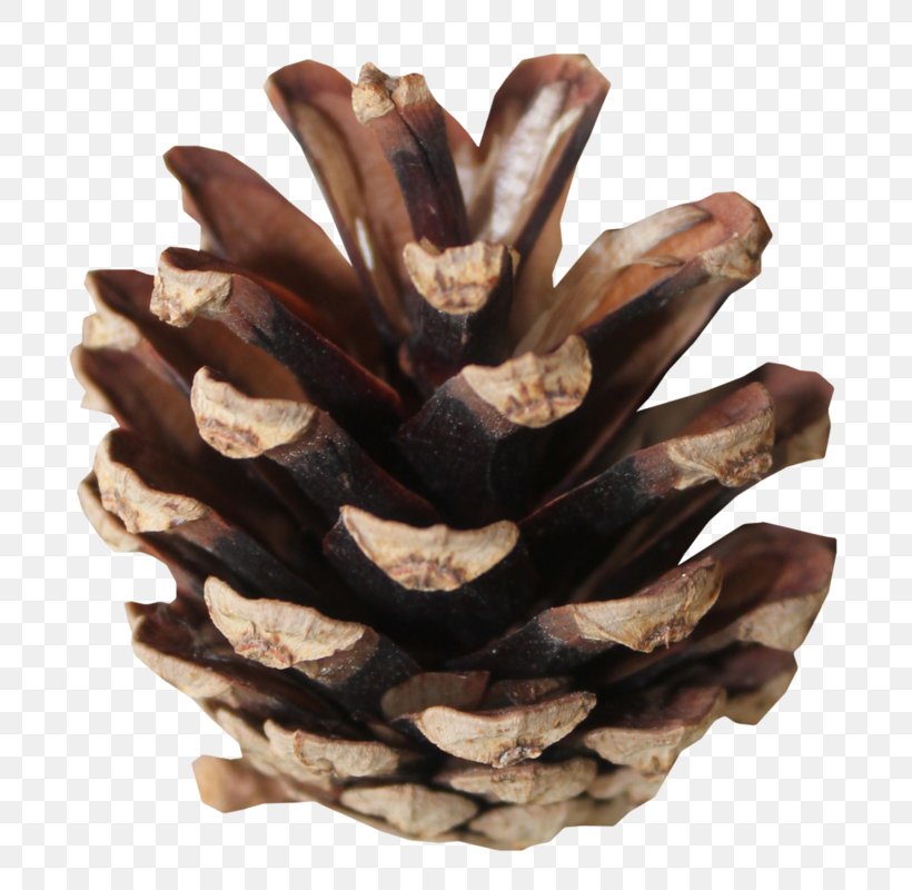 Family Tree Background, PNG, 736x800px, Conifer Cone, Brown, California Foothill Pine, Conifers, Finger Download Free