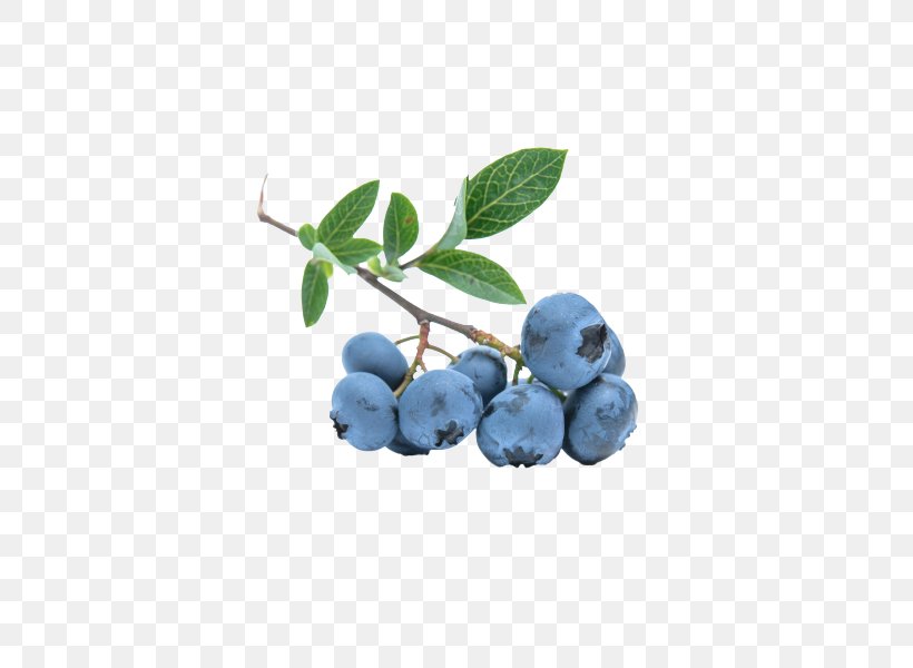 Blueberry Herb Nutrient Fruit, PNG, 600x600px, Blueberry, Berry, Bilberry, Blueberry Tea, Boysenberry Download Free