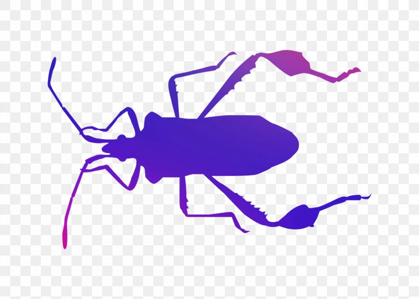 Clip Art Insect Cartoon Purple Line, PNG, 2100x1500px, Insect, Beetle, Cartoon, Invertebrate, Membrane Download Free