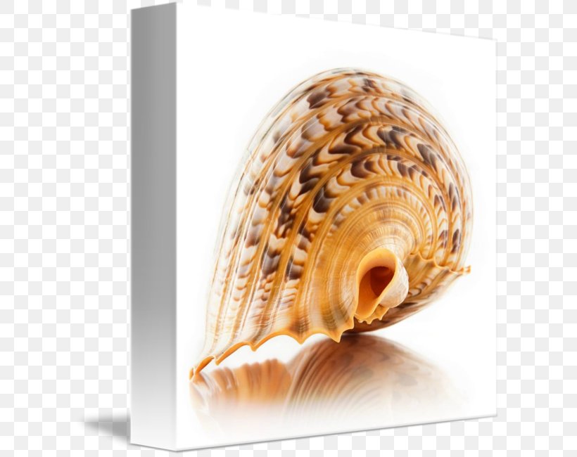Cockle Conchology Charonia Tritonis Seashell Sea Snail, PNG, 606x650px, Cockle, Art, Canvas, Charonia, Charonia Tritonis Download Free