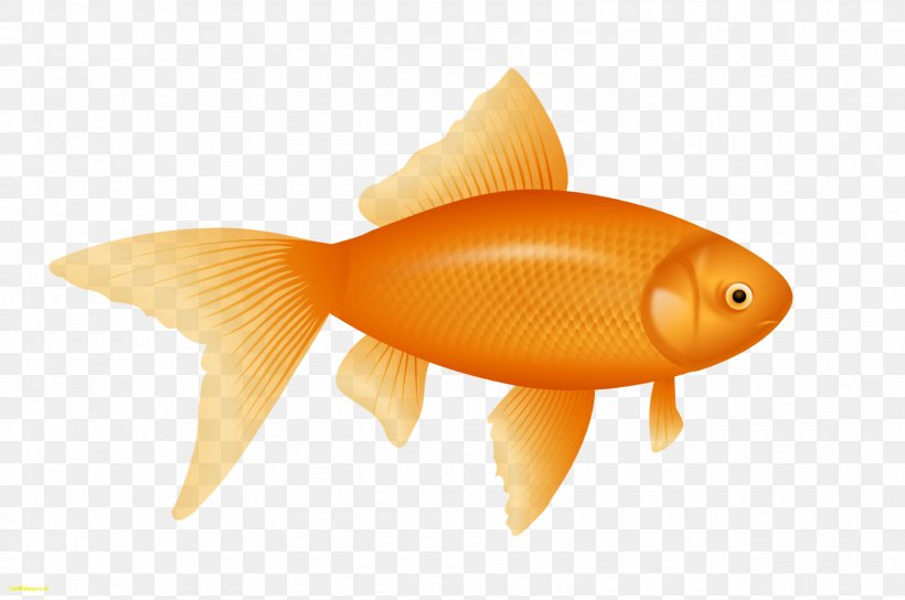 Goldfish Desktop Wallpaper Clip Art, PNG, 1600x1062px, Goldfish, Bony Fish, Fauna, Feeder Fish, Fin Download Free