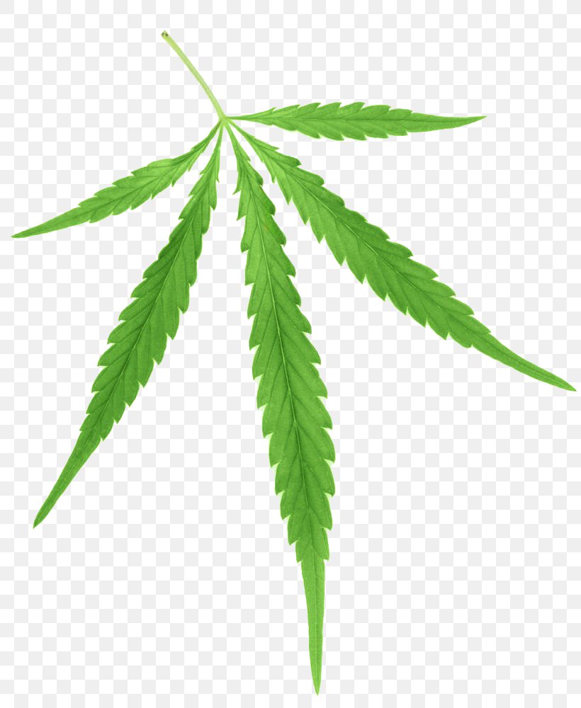 Cannabis Sativa Marijuana Cannabis Ruderalis Hemp, PNG, 820x1000px, Cannabis Sativa, Alamy, Cannabinoid, Cannabinol, Cannabis Download Free