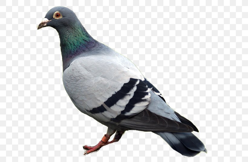 Domestic Pigeon Columbidae, PNG, 584x538px, Domestic Pigeon, Beak, Bird, Columbidae, Fauna Download Free