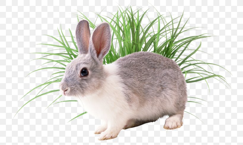 European Rabbit Conejos/rabbits Conejos / Rabbits, PNG, 750x488px, European Rabbit, Angora Aquarium, Domestic Rabbit, Fauna, Hare Download Free