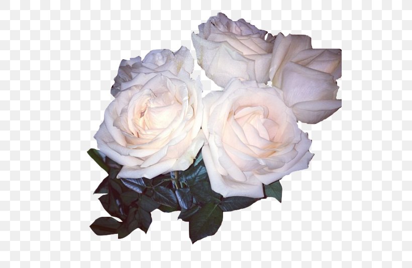 Garden Roses Cabbage Rose Seventeen Flower Floribunda, PNG, 540x534px, Garden Roses, Artificial Flower, Cabbage Rose, Cut Flowers, Floribunda Download Free