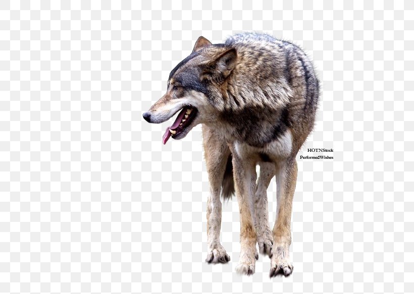 Gray Wolf Coyote Clip Art, PNG, 689x583px, Gray Wolf, Animal, Carnivoran, Coyote, Dog Like Mammal Download Free