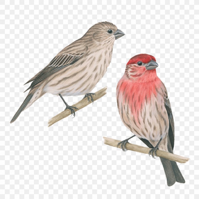 House Finch Bird House Sparrow, PNG, 2113x2113px, Finch, American Sparrows, Beak, Bird, Bird Feeders Download Free