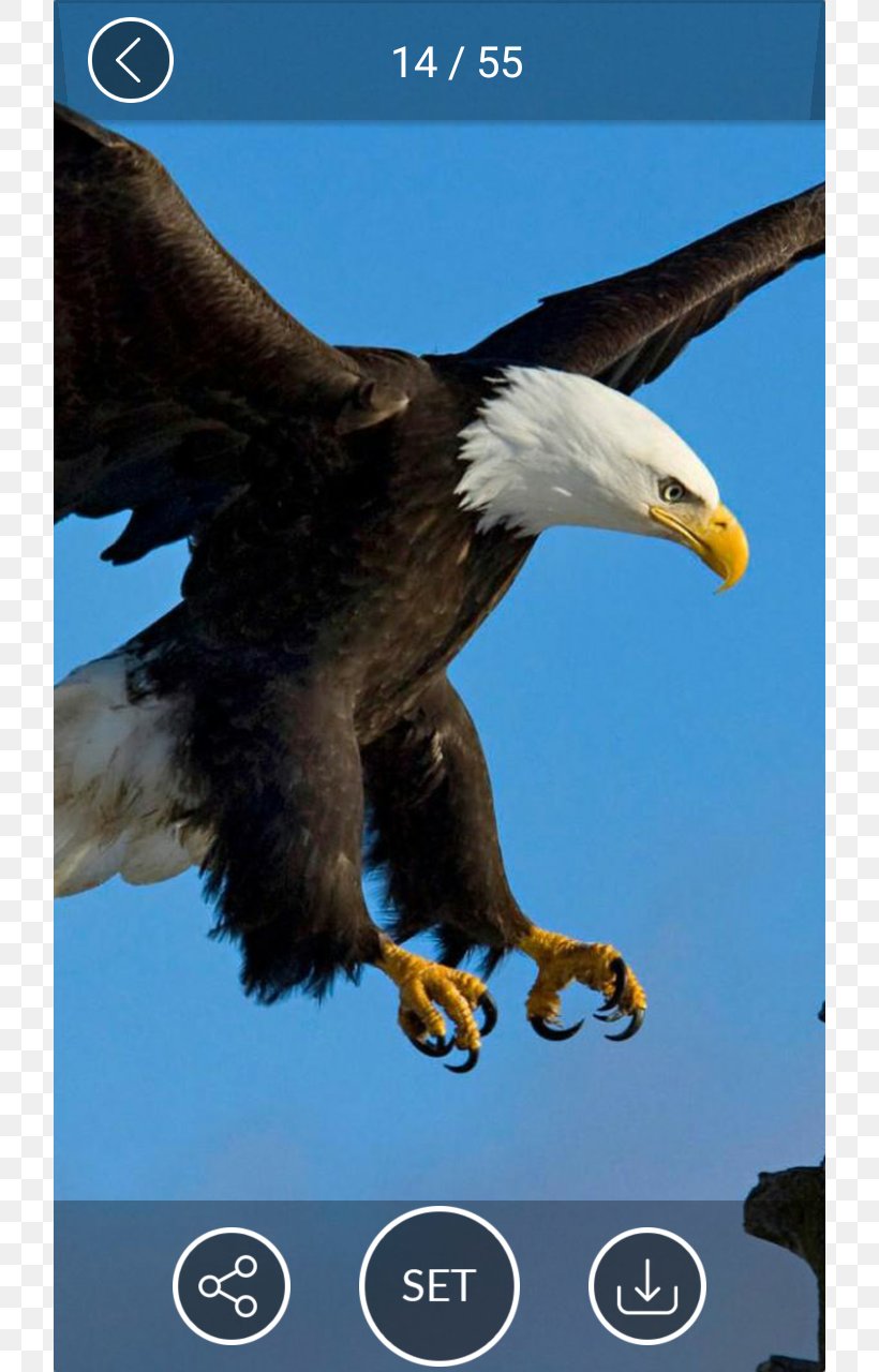 Bald Eagle Wallpapers on the App Store