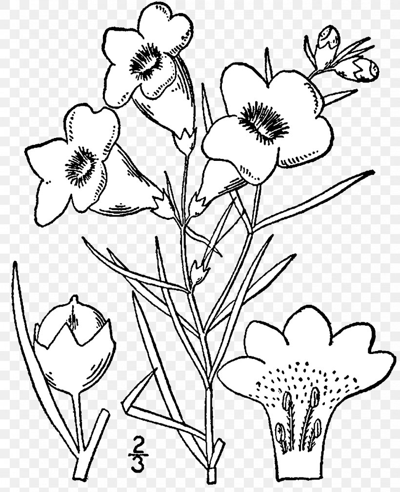 Agalinis Acuta Drawing Agalinis Purpurea Botanical Illustration, PNG, 1624x2000px, Drawing, Agalinis, Agalinis Purpurea, Angiosperm Phylogeny Group, Art Download Free