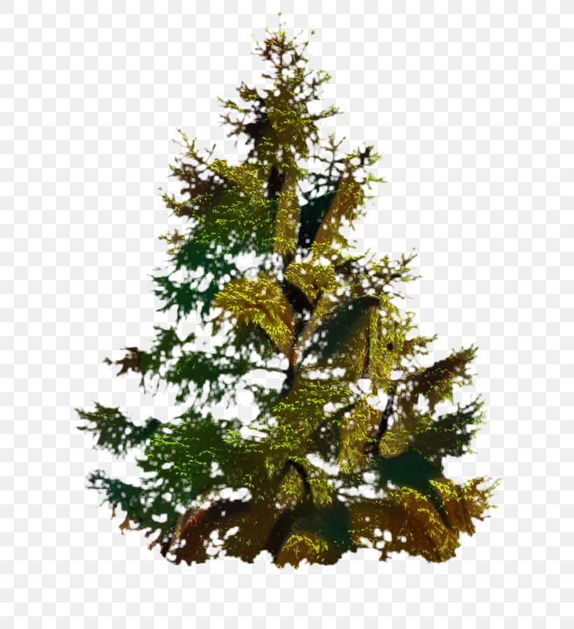 Christmas Black And White, PNG, 640x898px, Spruce, American Larch, Ari, Balsam Fir, Branch Download Free