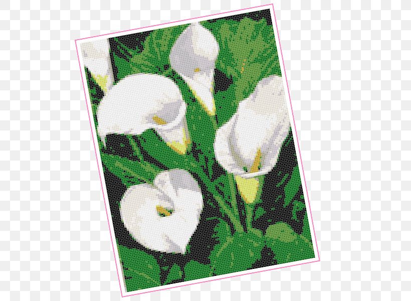 Flowering Plant Petal Flowering Plant Picture Frames, PNG, 600x600px, Flower, Arum, Flowering Plant, Grass, Green Download Free