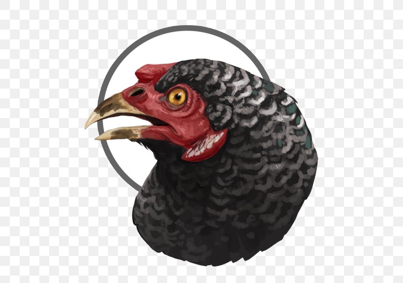 Rooster Beak, PNG, 500x575px, Rooster, Beak, Bird, Chicken, Galliformes Download Free