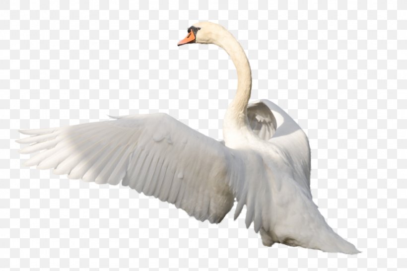 Cygnini Bird Clip Art, PNG, 1024x683px, Cygnini, Beak, Bird, Display Resolution, Ducks Geese And Swans Download Free