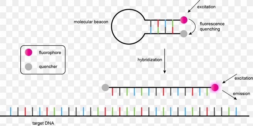 Genome Nucleic Acid Sequence DNA Sequencing, PNG, 1739x867px, Genome, Area, Brand, Diagram, Dna Download Free