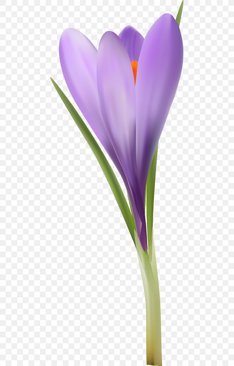 Crocus Close-up Plant Stem, PNG, 467x1280px, Crocus, Closeup, Flower, Flowering Plant, Iris Family Download Free