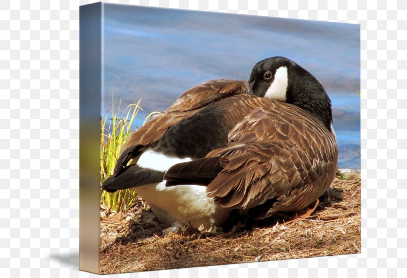 Duck Goose Fauna Feather Beak, PNG, 650x560px, Duck, Beak, Bird, Ducks Geese And Swans, Fauna Download Free