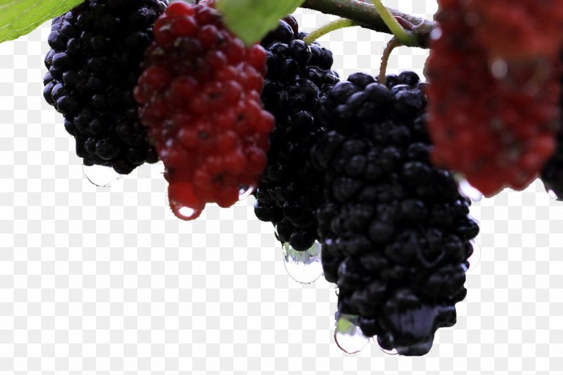 Grape Red Mulberry Mxfbre Auglis, PNG, 1024x682px, Grape, Auglis, Berry, Blackberry, Boysenberry Download Free