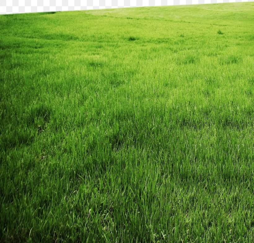 Grassland, PNG, 1661x1589px, Fundal, Agriculture, Crop, Ecoregion, Ecosystem Download Free