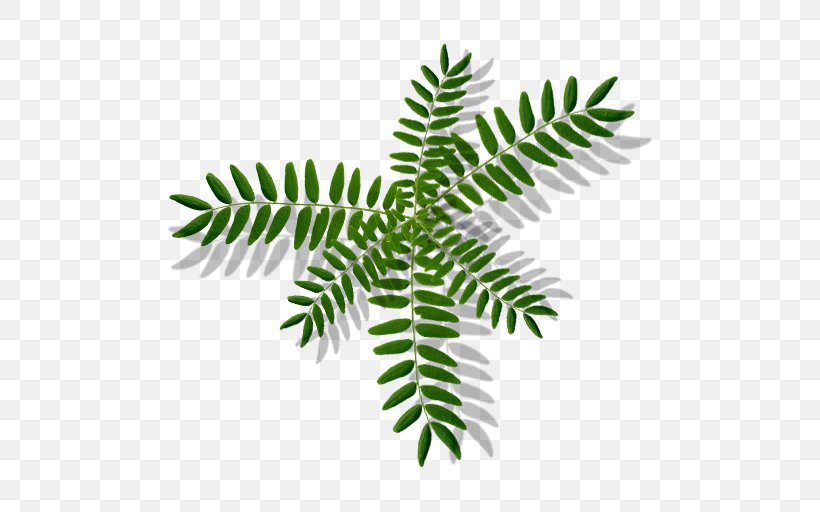 Leaf Branch Tree Plant Stem Fern, PNG, 512x512px, Leaf, Branch, Fern, Organism, Plant Download Free