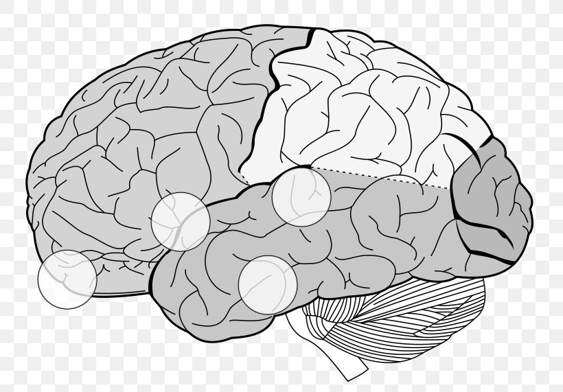 Lobes Of The Brain Frontal Lobe Parietal Lobe Temporal Lobe, PNG, 800x571px, Watercolor, Cartoon, Flower, Frame, Heart Download Free