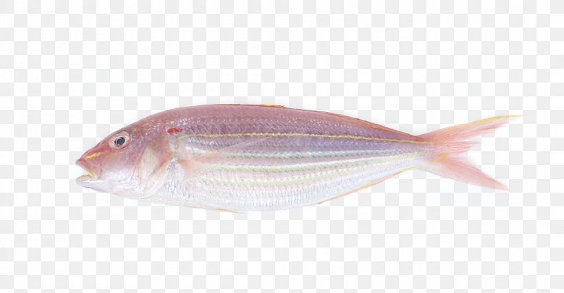Northern Red Snapper Fish Products Cod Oily Fish Pagrus Major, PNG, 1000x520px, Northern Red Snapper, Animal Source Foods, Biology, Cod, Fauna Download Free