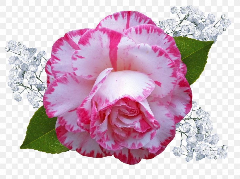 Pink Flower Cartoon, PNG, 1280x957px, Cabbage Rose, Camellia, Cut Flowers, Cutout Animation, Floribunda Download Free